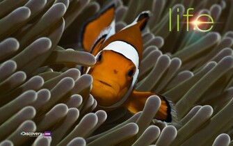Discovery Channel Life Theme And Wallpaper For Windows