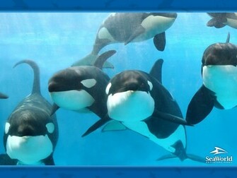 Orca Whales