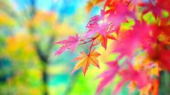 Colorful Nature Wallpaper