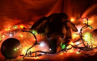 Christmas Dogs Wallpaper High Quality