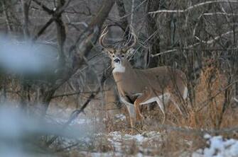 Photography By Lisa Saskatchewan Wildlife Calendar Wayne