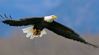 Animal Bald Eagle Wallpaper