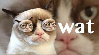 My Second Grumpy Cat Wallpaper