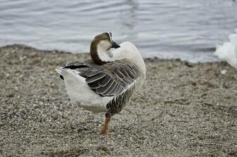 Swan Goose Wallpaper S