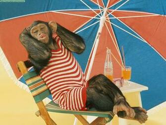 Funny Summer Animals Newbest Photos Wallpaper All