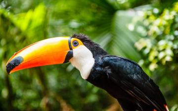 Toucan 4k Ultra HD Wallpaper