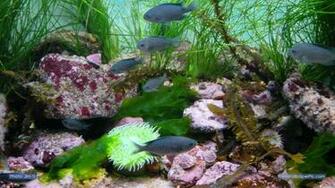 Michele Monterey Bay Aquarium Wallpaper HD Desktop