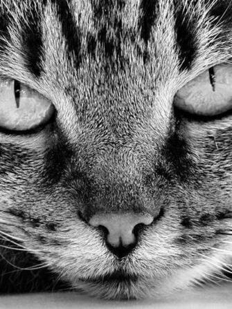 Cute Gray Cat With Green Eyes Screensaver For Amazon Kindle
