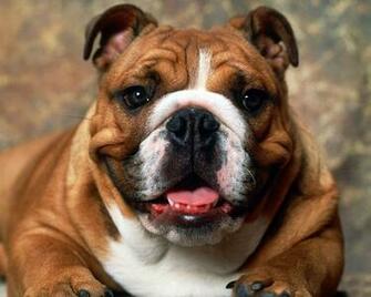 Pictures English Bulldog Screensavers For Wallpaper