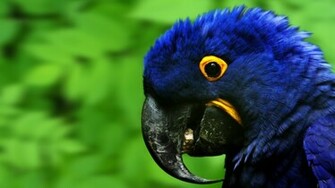 Wallpaper S Image Title Blue Parrot Laptop