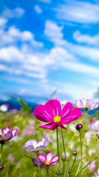 Summer Flower Wallpaper By Floradam 3c