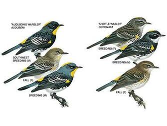 Facts Pictures Information Birds Wallpaper