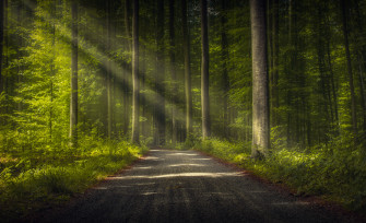 Trees Road Forest Nature Sun Rays Wallpaper HD
