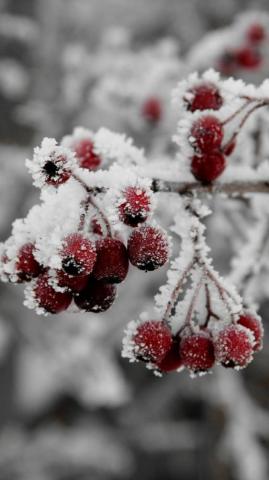 Lilia Rodr Guez On Winter Berries Wallpaper iPhone