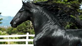 Friesian Horse
