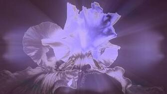 Glowing Flower Wallpaper