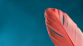 Beautiful Feathers Wallpaper And Pictures One HD