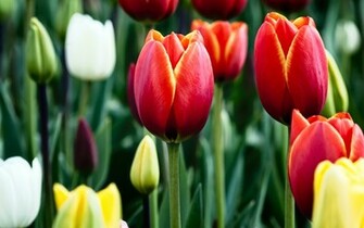 Tulips In Bloom Wallpaper HD