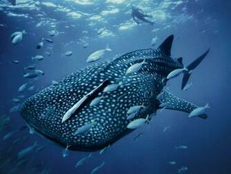 Whale Shark Photo Animal Migration Wallpaper National Geographic
