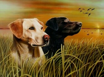 Duck Hunting Dog Background Dogs By Stewart