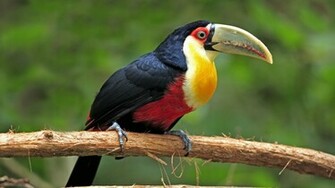 Birds Toucans Wallpaper