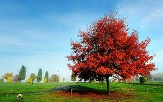 Red Tree Wallpaper