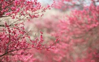 Pink Nature Wallpaper