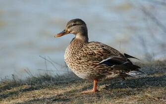 Waterfowl Wallpaper Only