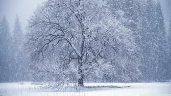 Snow Falling Wallpaper