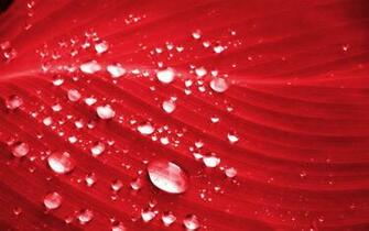 Red Color Wallpaper