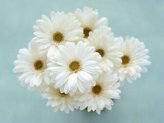 White Flower HD Wallpaper