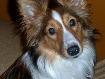 Beautiful Funny Miniature Sheltie Wallpaper