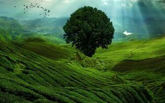 Green Brown Wallpaper HD Glefia