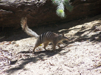 Numbat Wallpaper