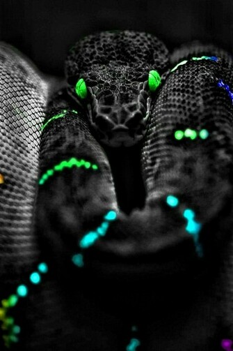 Snake Eyes Wallpaper