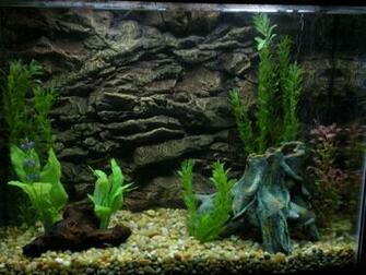 Feel To Use And Share These Tropical Aquarium Background Image