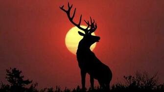 Stag Deer Wallpaper