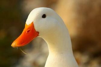 Duck Wallpaper Ducks Desktop