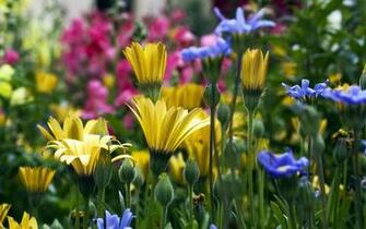 Flowers Beautiful Flower Wallpaper