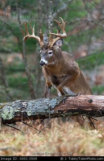 Big Whitetail Deer Buck Typical Bucks