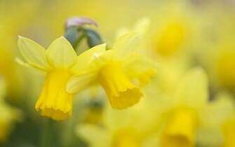 Daffodils Wallpaper Px HDwallsource