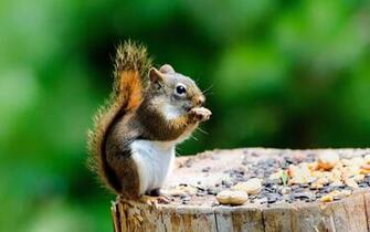 Squirrel Computer Wallpaper Desktop Background Id