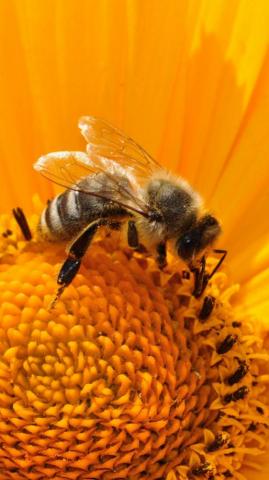 Bee On Sunflower Wallpaper iPhone Android Desktop Background