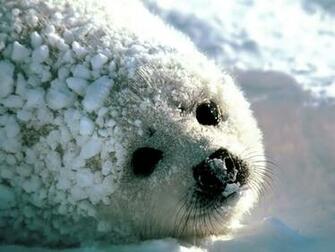 Wallpaper Seal