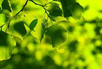 Wallpaper Spring Leaf Birch Green Twig