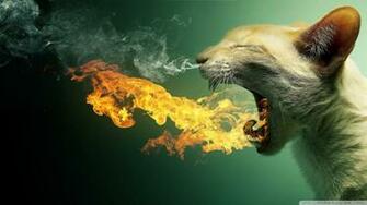 Flaming Cat Wallpaper