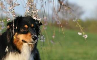 Flowers Animals Dogs Branches Wallpaper Desktop