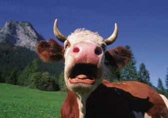 Cow Wallpaper Background Theme Desktop
