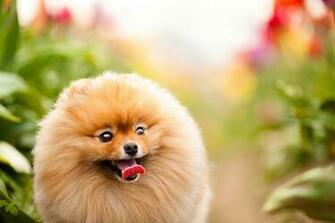 Photo Spitz Dogs Animals