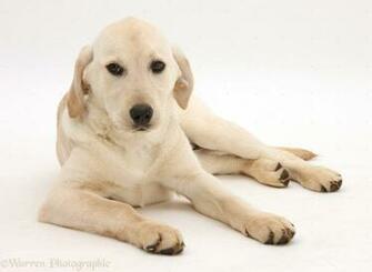 Labrador Retriever Chocolate